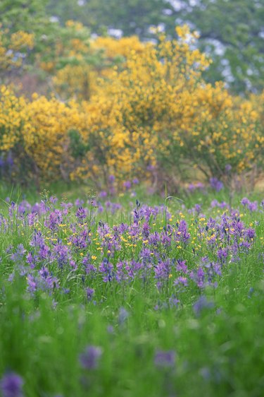 scotch broom flower