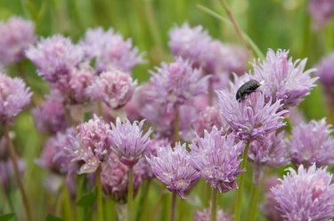 Scarab beetle on lavender wildflowers in France