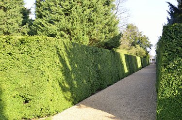 Hedge and pathway