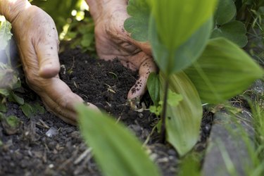 Female gardener working in garden