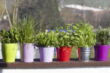 Fresh herbs on the Balcony