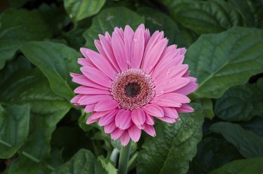 Pink Gerbera flower