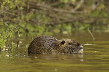 Myocastor coypus -ragondin