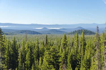 Forest and Hills