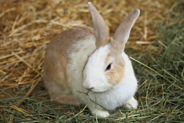 rabbit in farm