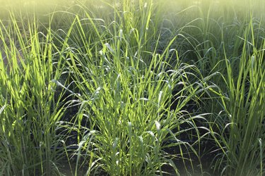 switchgrass ( panicum virgatum )