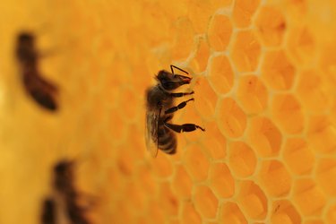 How do Bees Make Beeswax? • Education • A-1 Honey