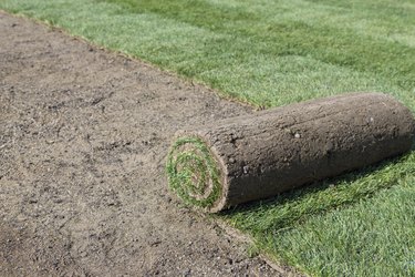 sod roll