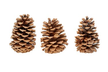 PINE CONE POINT: All You Need to Know BEFORE You Go (with Photos)