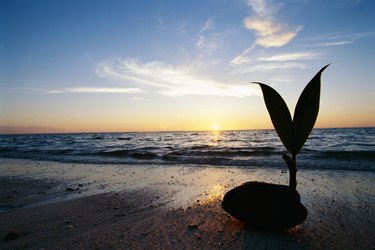 Sprouting coconut on beach