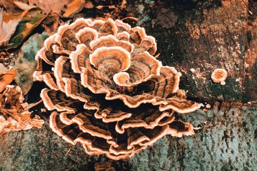 Fungus on tree