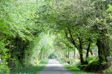 Sunny woodland path way covered by trees.