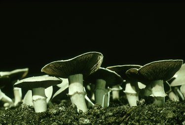 cultivated mushrooms, agaricus biporus