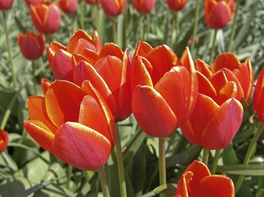 How to Grow Tulips in Southern California