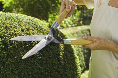 Woman trimming hedges with shears