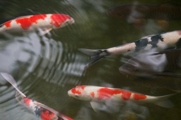 Koi in pond, Tenryu-ji Temple gardens, Kyoto, Honshu, Japan, overhead view