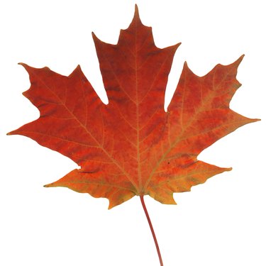 Maple leaf