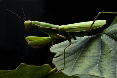 Praying mantis on leaf