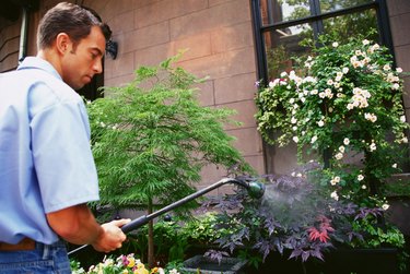 Gardener watering bushes