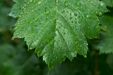 wet leaves