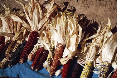 Dried colored corn