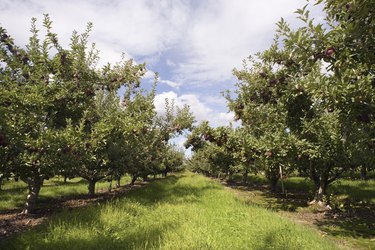 Apple orchard