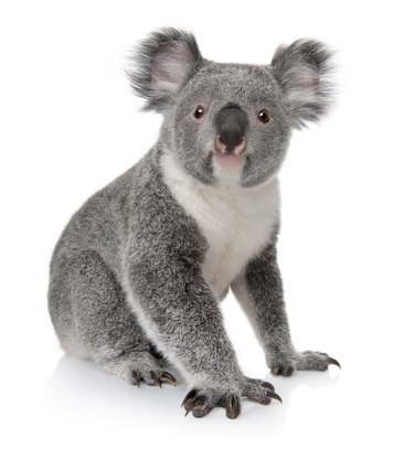 Front view of Young koala, Phascolarctos cinereus, sitting.