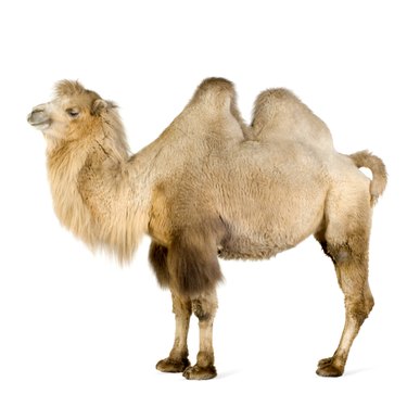 dromedary