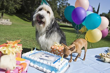 Dogs with birthday cake