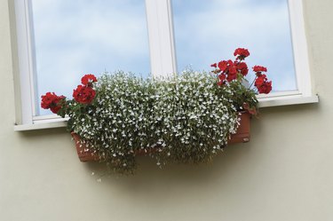 Red Ivy Geranium and white Lobelia in a window box