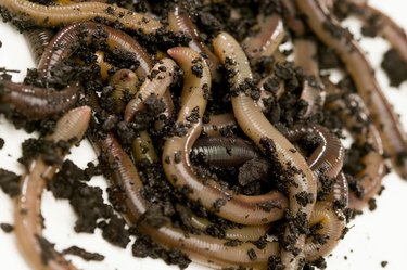 Pile of earthworms