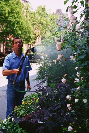 Man watering flower garden