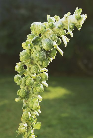 Brussels sprouts growing in garden