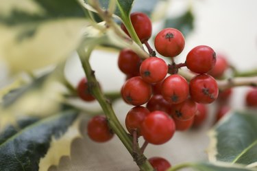 Holly berries