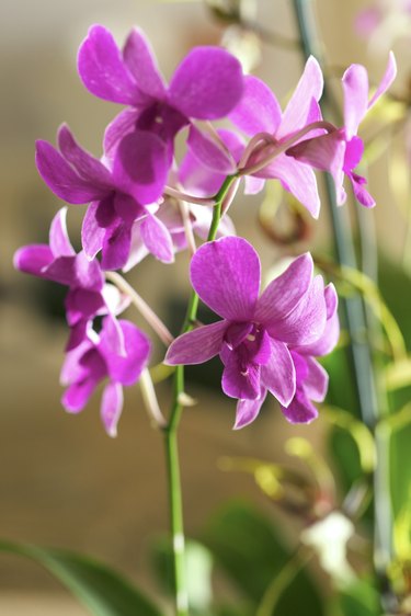 aerial roots orchid