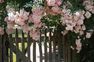 Pink flowers