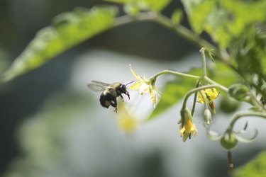 Bee pollinating tomatoes