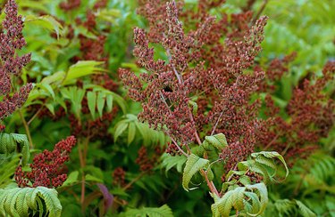 Fruits and leaves of sumac