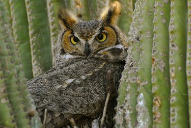 Great Horned Owl