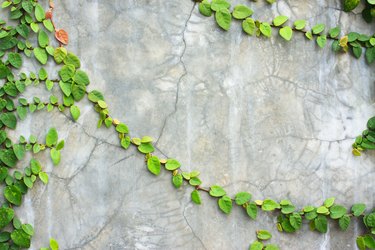 Creeping fig on a wall.