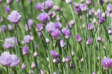 Flowering chives