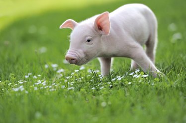 Young pig on a green grass