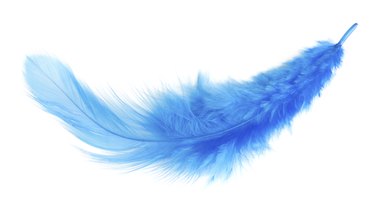 blue feather. isolated