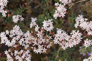 White stonecrop, Sedum album