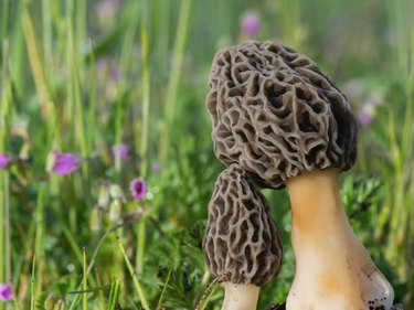 Mushrooms in field