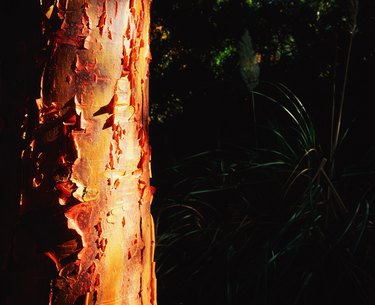 Bark of a maple tree