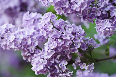 Branch of lilac flowers