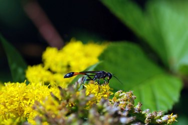 mud daubers