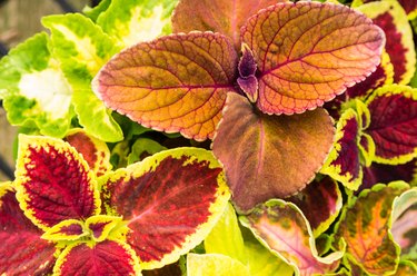 Coleus plants with colorful leaves