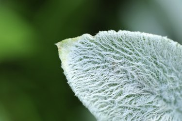 Lanate Lamb's Ear Leaf Close-Up